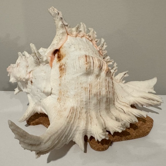 Vintage Large Shell from Okinawa Japan - Picture 6 of 11